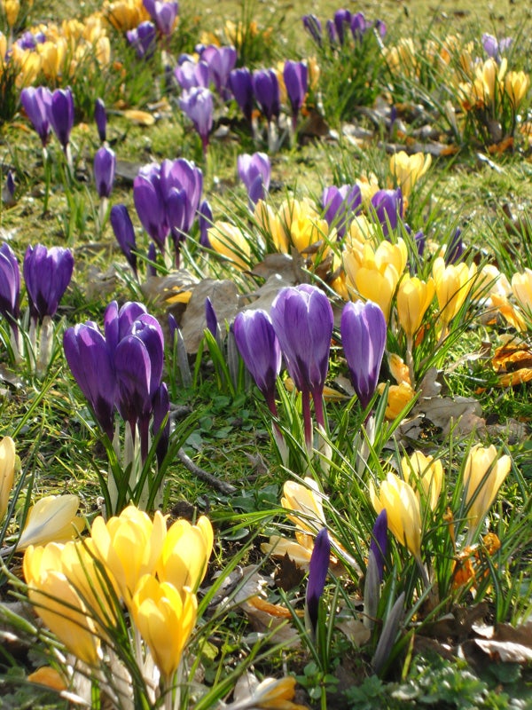 Vibrant purple and yellow crocuses blooming in spring light