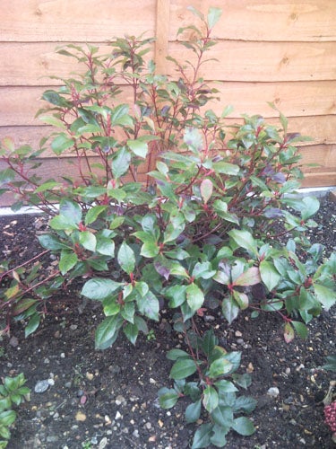 Shrub with green and purple leaves in a garden.