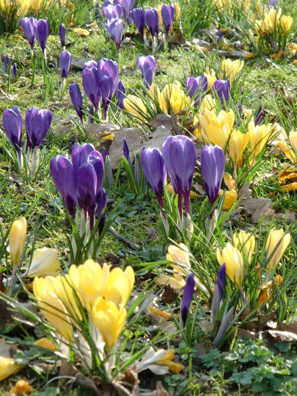 Purple and yellow crocuses blooming in spring sunlight.