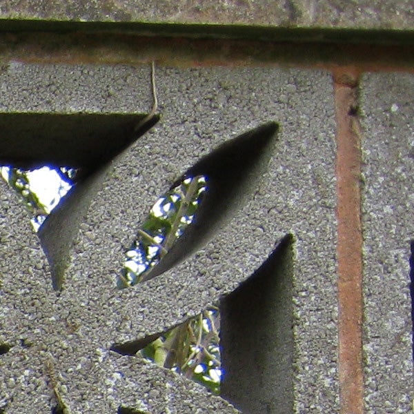 Close-up of leaves through a textured concrete wall.
