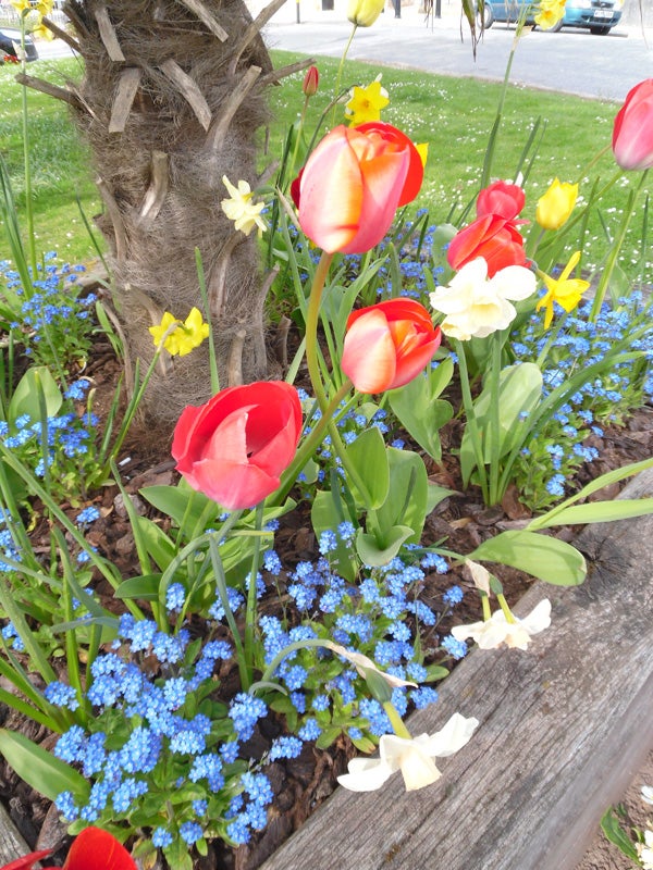 Colorful tulips and daffodils captured by Samsung PL80 camera.