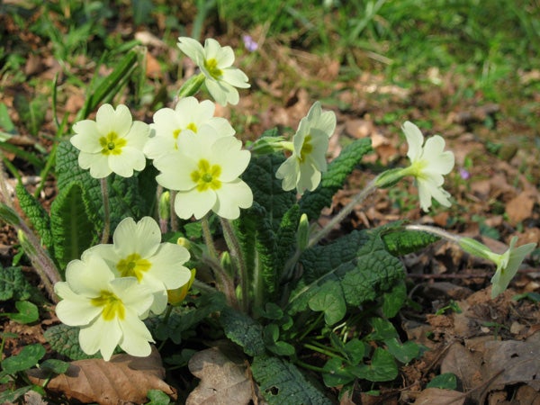 Primroses in bloom on a spring day, captured with Canon PowerShot.