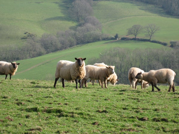 Sheep grazing in a green hilly field.