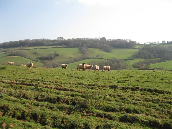 Sheep grazing on a lush green hillside.