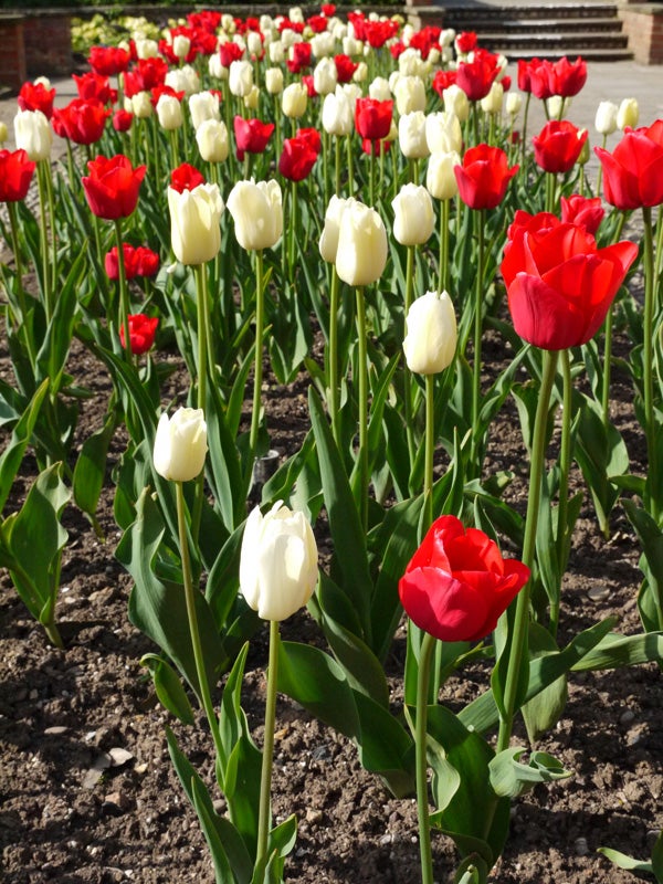 Vibrant red and white tulips captured with Panasonic Lumix G2.
