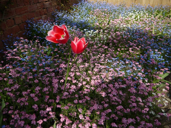 Bright flowers captured with Panasonic Lumix G2 camera.