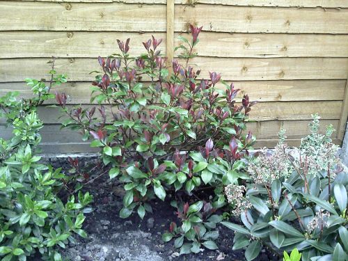 Shrub with purple and green leaves in a garden.