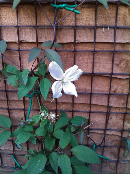 White flower and green leaves against a brick wall.