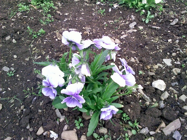 Purple and white pansies growing in soil.