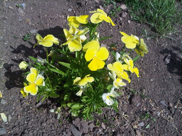 Yellow and white pansies growing in soil