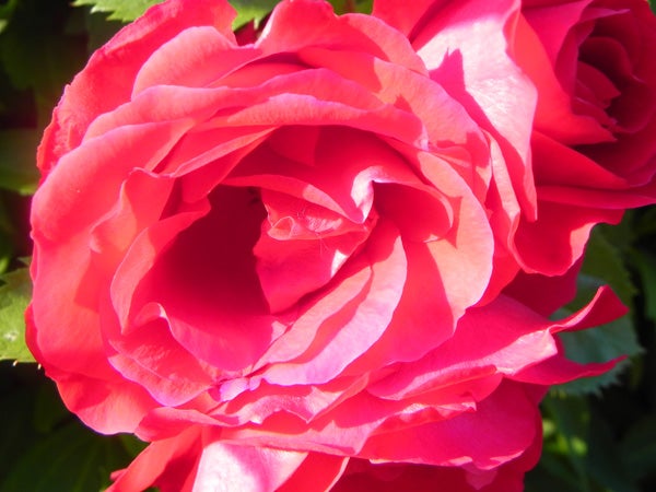 Close-up of a vibrant pink rose in sunlight.