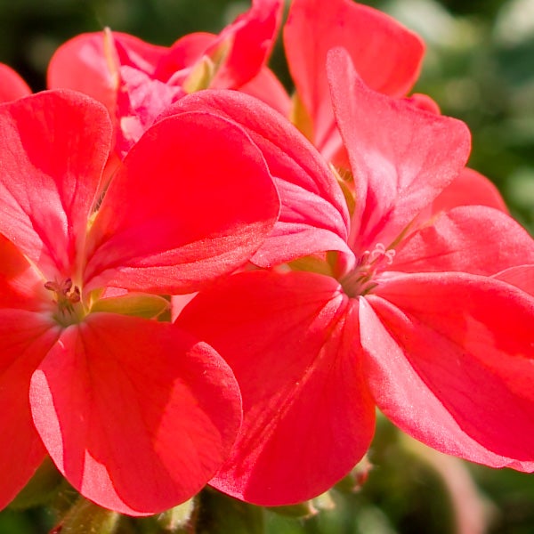 Close-up photo of vibrant red flowers captured with Sigma DP2s.
