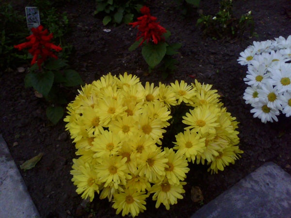 Yellow and white flowers with red blooms in background