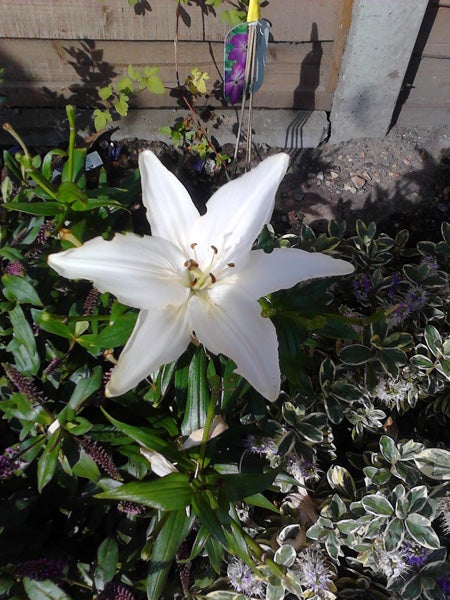 White lily flower in a garden with various plants.