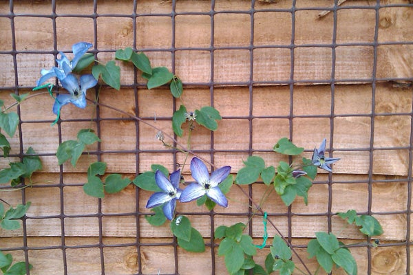 Blue flowers entwined on a wooden trellis.