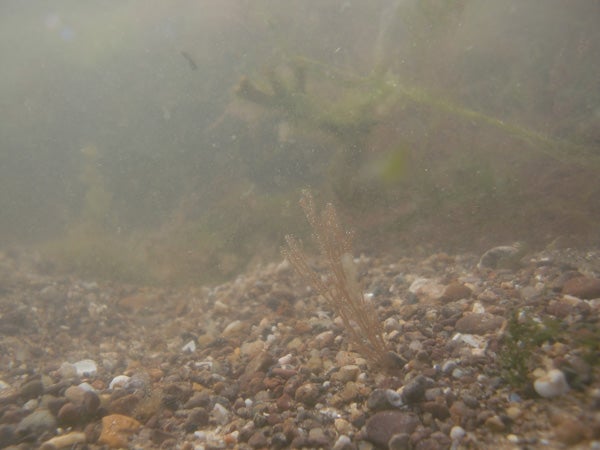 Underwater view of pebbles with a plant, taken with camera case.