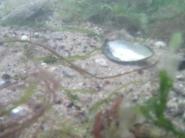 Underwater view of seabed with shell captured by camera.