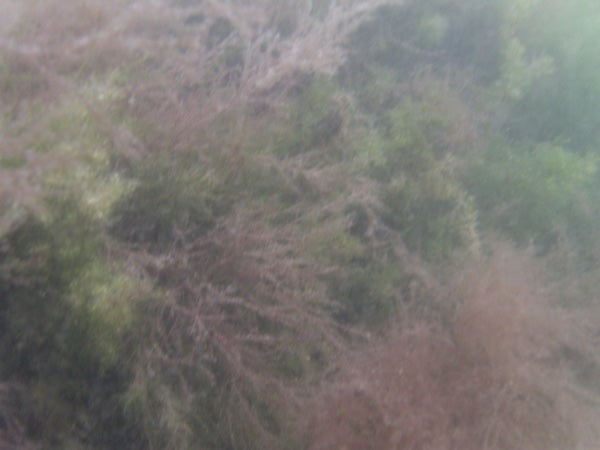 Underwater photo of seaweed taken with Epoque camera.