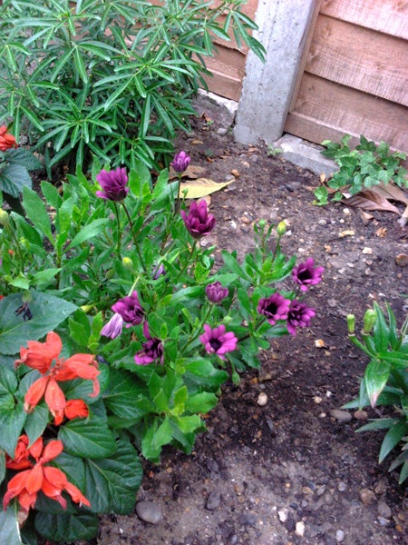 Photo of flowers and plants in garden taken with ZTE Racer.