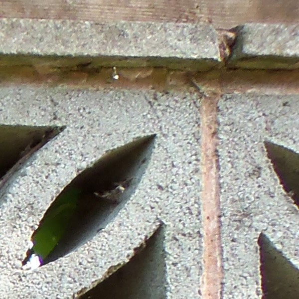 Low-resolution close-up photo of foliage and brickwork.
