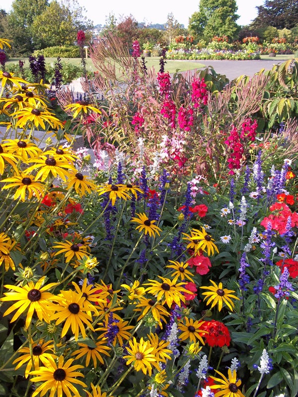 Colorful flowerbed with various blooms in bright sunlight