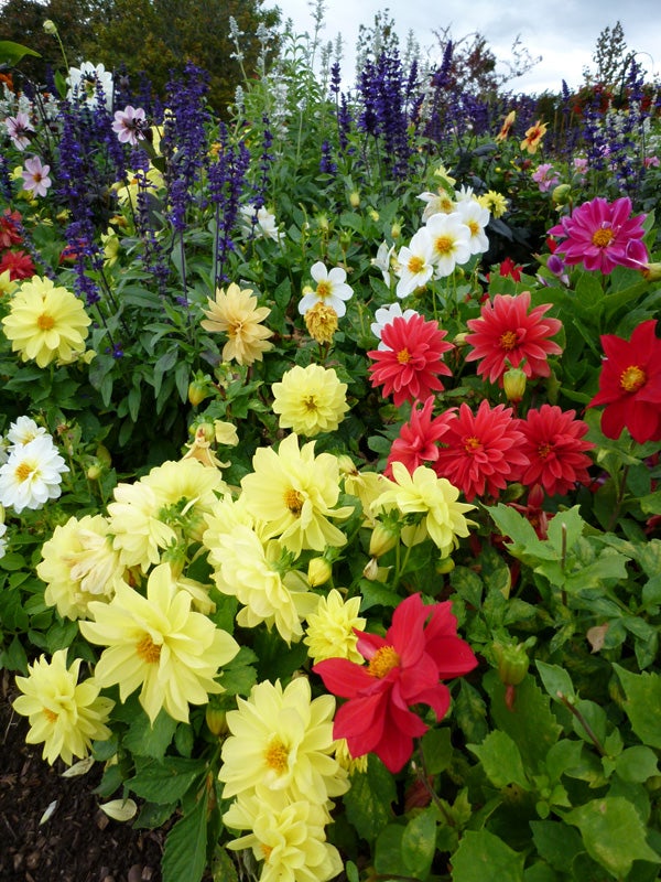 Colorful garden flowers captured with Panasonic Lumix DMC-FX700.