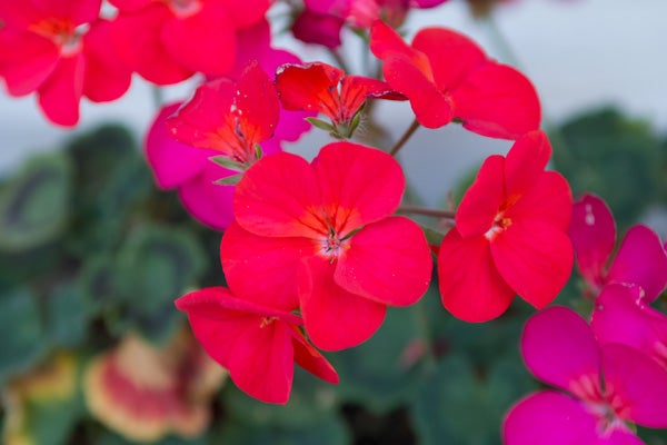 Vivid red geranium flowers captured with Sigma SD15 camera.