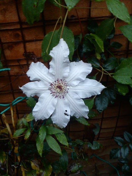 White flower against a wooden fence with green leaves.