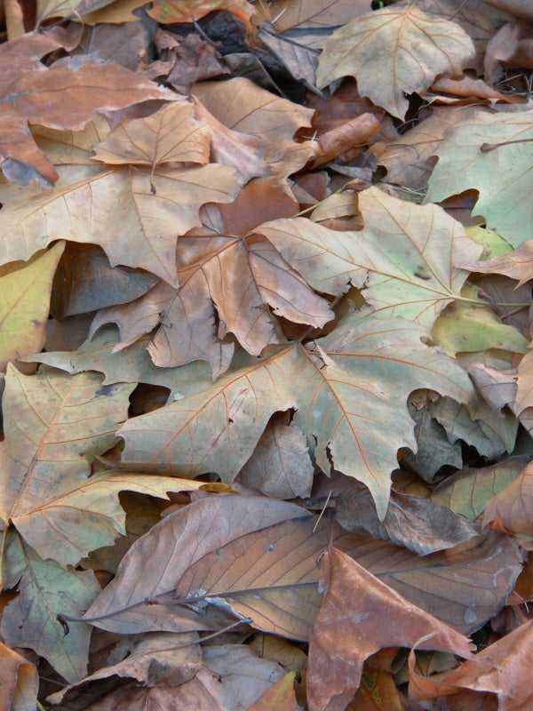 Close-up of dry autumn leaves on the ground.