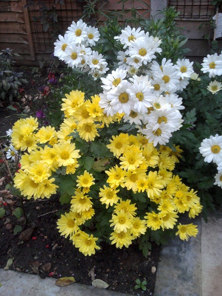 Photo of yellow and white flowers taken with Samsung Galaxy Apollo.