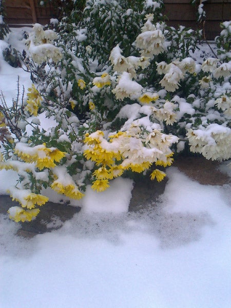 Snow-covered flowers captured by Nokia C3-01 camera.