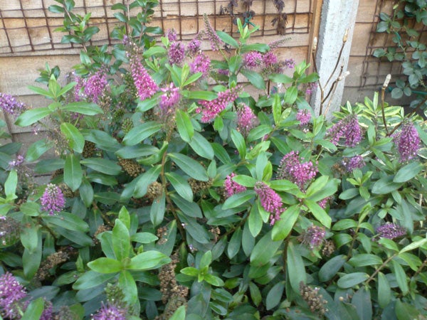 Purple flowers and green leaves in a garden.