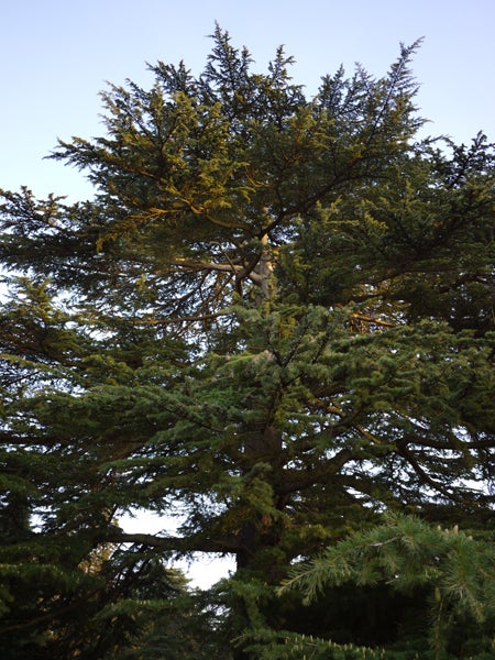 Outdoor photo of a tree captured with Panasonic Lumix DMC-GF2.