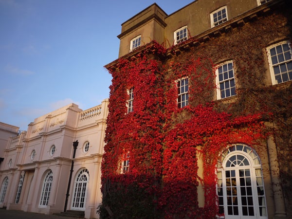 Historical building covered with red ivy at sunset.