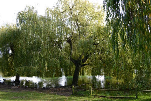 Photograph of weeping willows by a pond showcasing Nikon D3100 clarity.