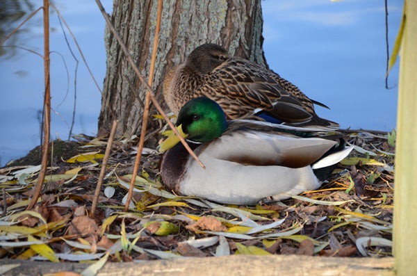 Nikon D7000 photo of two ducks resting by a tree