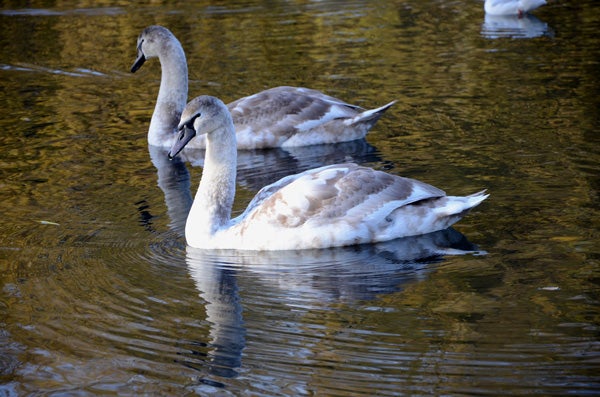 Two swans on water captured with Nikon D7000.