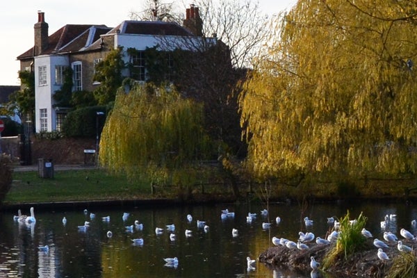 Swans on a pond with trees and a house in background.