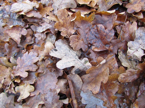 Close-up of wet autumn leaves taken with Canon PowerShot SX30 IS.
