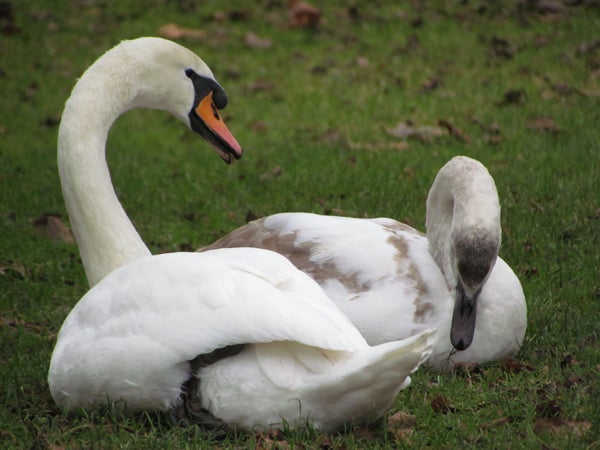 Close-up photo of two swans, one adult and one juvenile.
