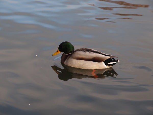 Mallard duck floating on calm water