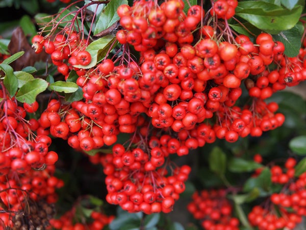Vibrant red berries captured in high detail