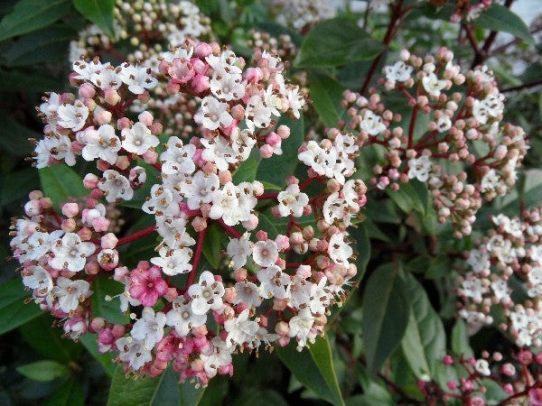 Close-up photo of pink and white flowers captured by Samsung WB600.
