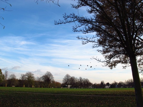 Landscape photo showing sky, trees, and birds flying.