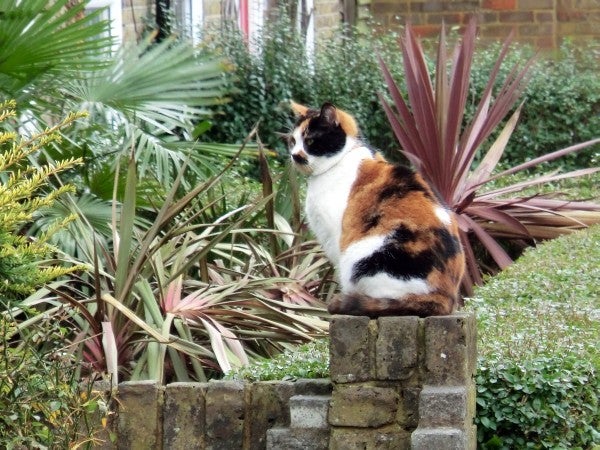 Calico cat sitting on a brick wall with plants in the background.