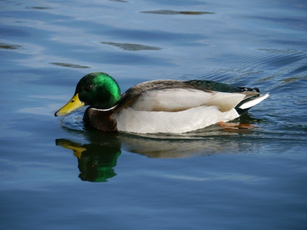 Mallard duck swimming in clear water, high-resolution image.