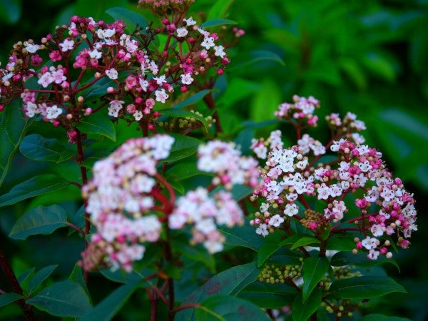 Photo of pink and white flowers with green leaves.