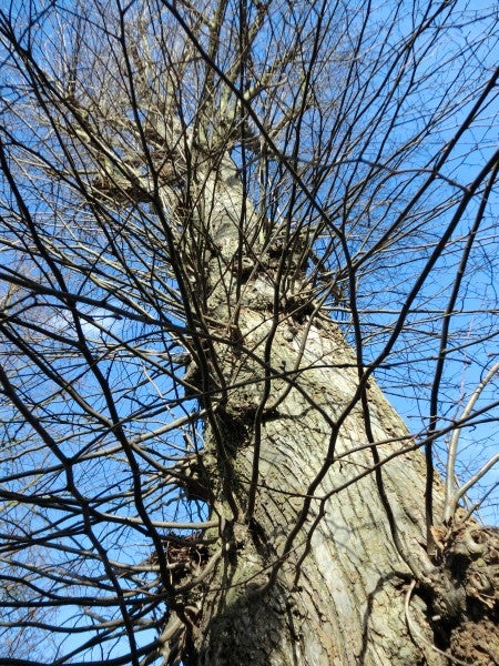 Photo of a leafless tree against a clear blue sky.