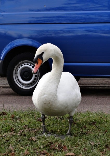 Swan in front of a blue car taken with Sony Cyber-shot WX5.