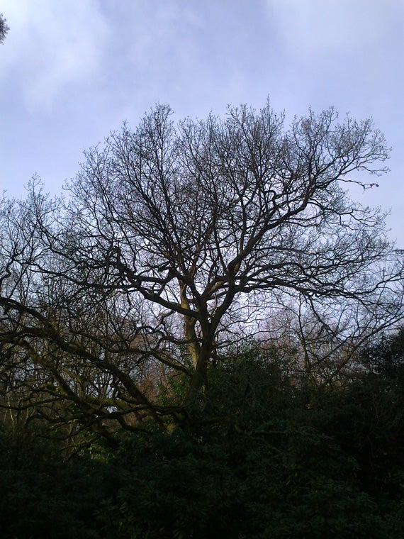 Bare tree branches against a cloudy sky.